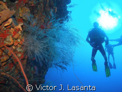 black coral in the wall with david fliying high at efra w... by Victor J. Lasanta 